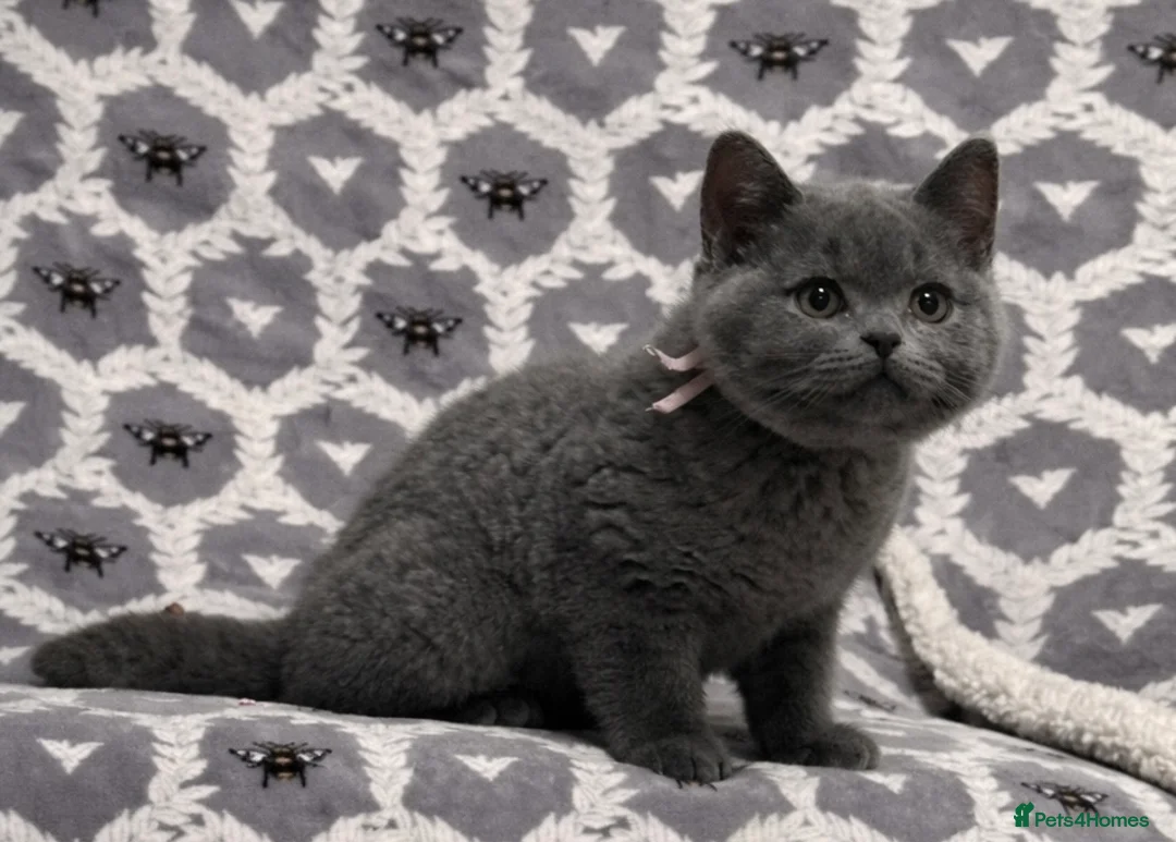 British Shorthair cats for sale: Gorgeous Blue Shorthair Girl - Advert 1