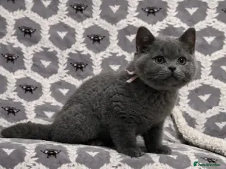 British Shorthair cats Gorgeous Blue Shorthair Girl - Advert 2