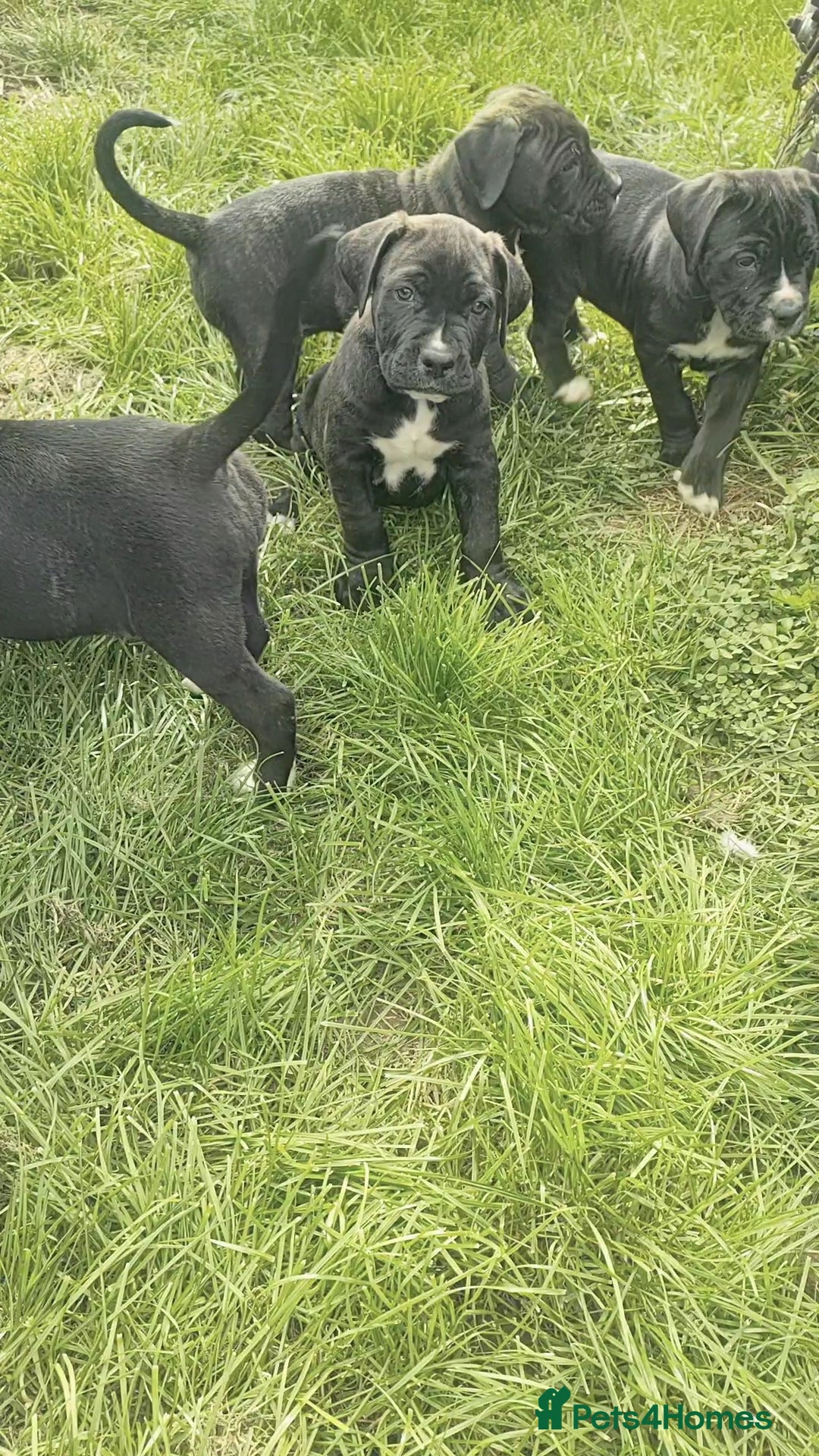 Mixed Breed dogs for sale: Cane Corso x Puppies  - Image 14