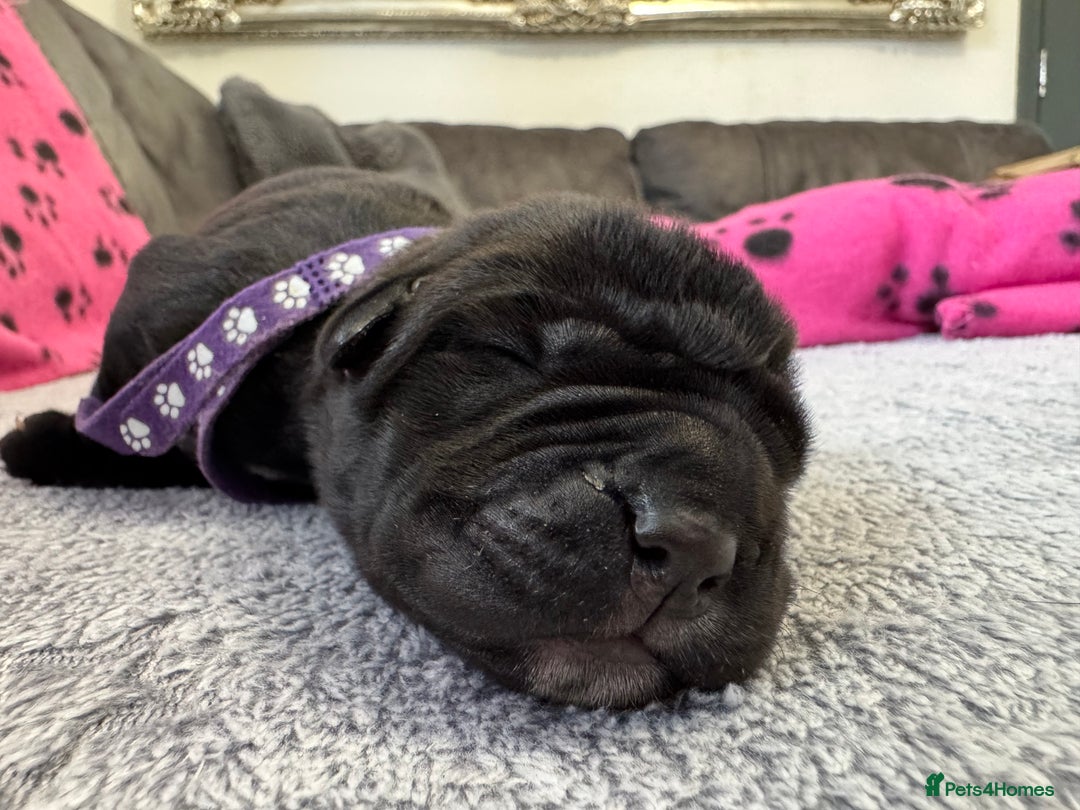 Neapolitan Mastiff dogs for sale: Neapolitan mastiff puppies  - Image 27