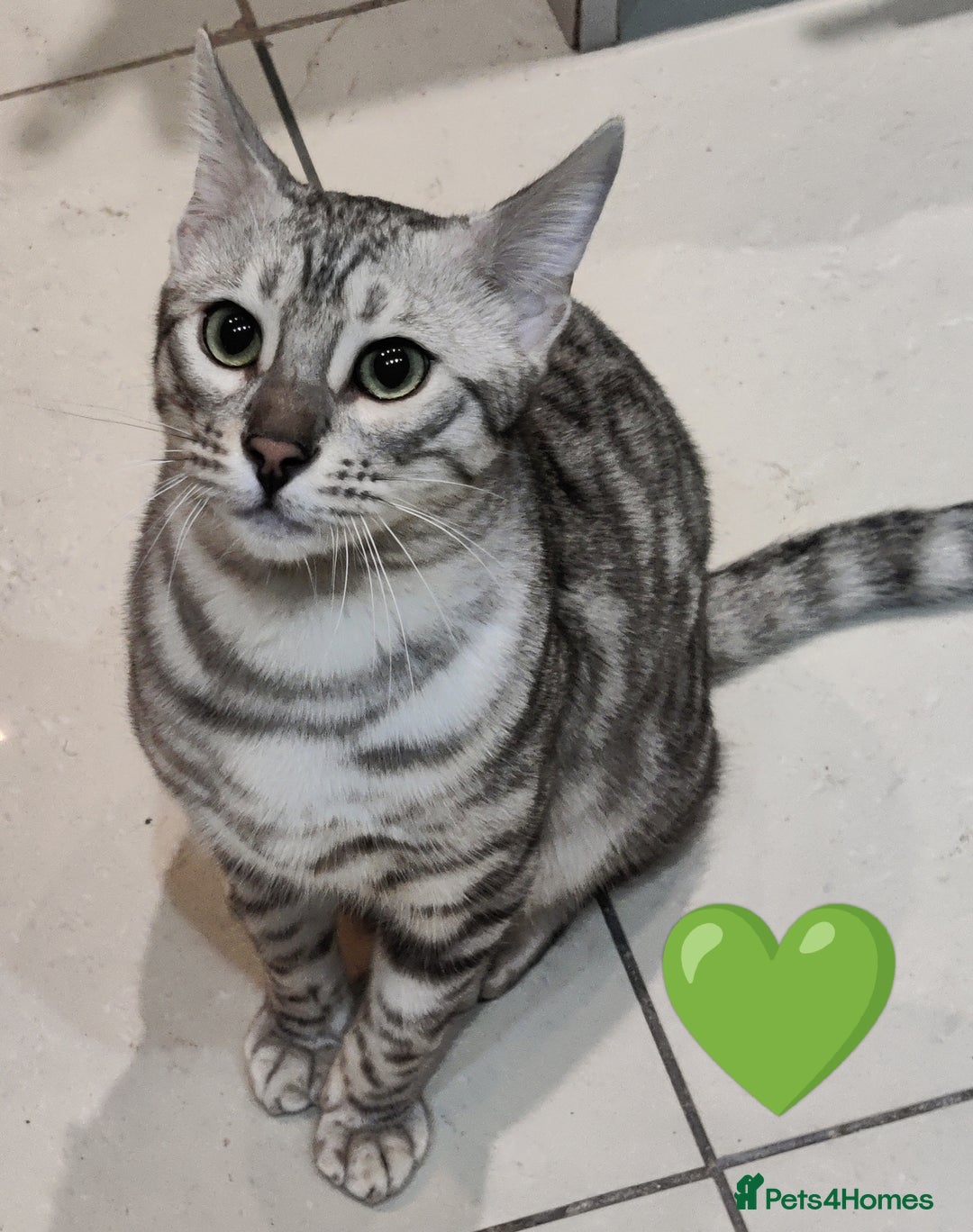 Bengal cats for sale: Only 2 boys left in Saint Helens - Image 8