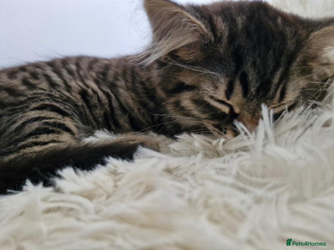 European cats for sale: Ketten  - Image 6
