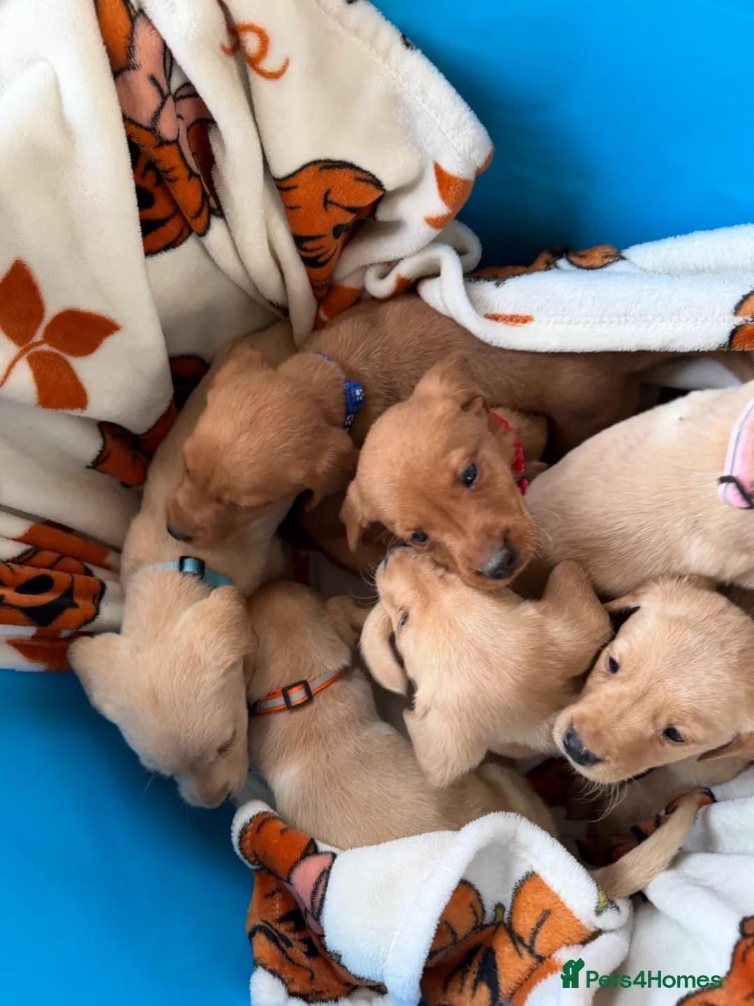 Labrador Retriever dogs for sale: Labrador puppies  - Advert 1