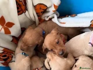 Labrador Retriever dogs Labrador puppies - Advert 1