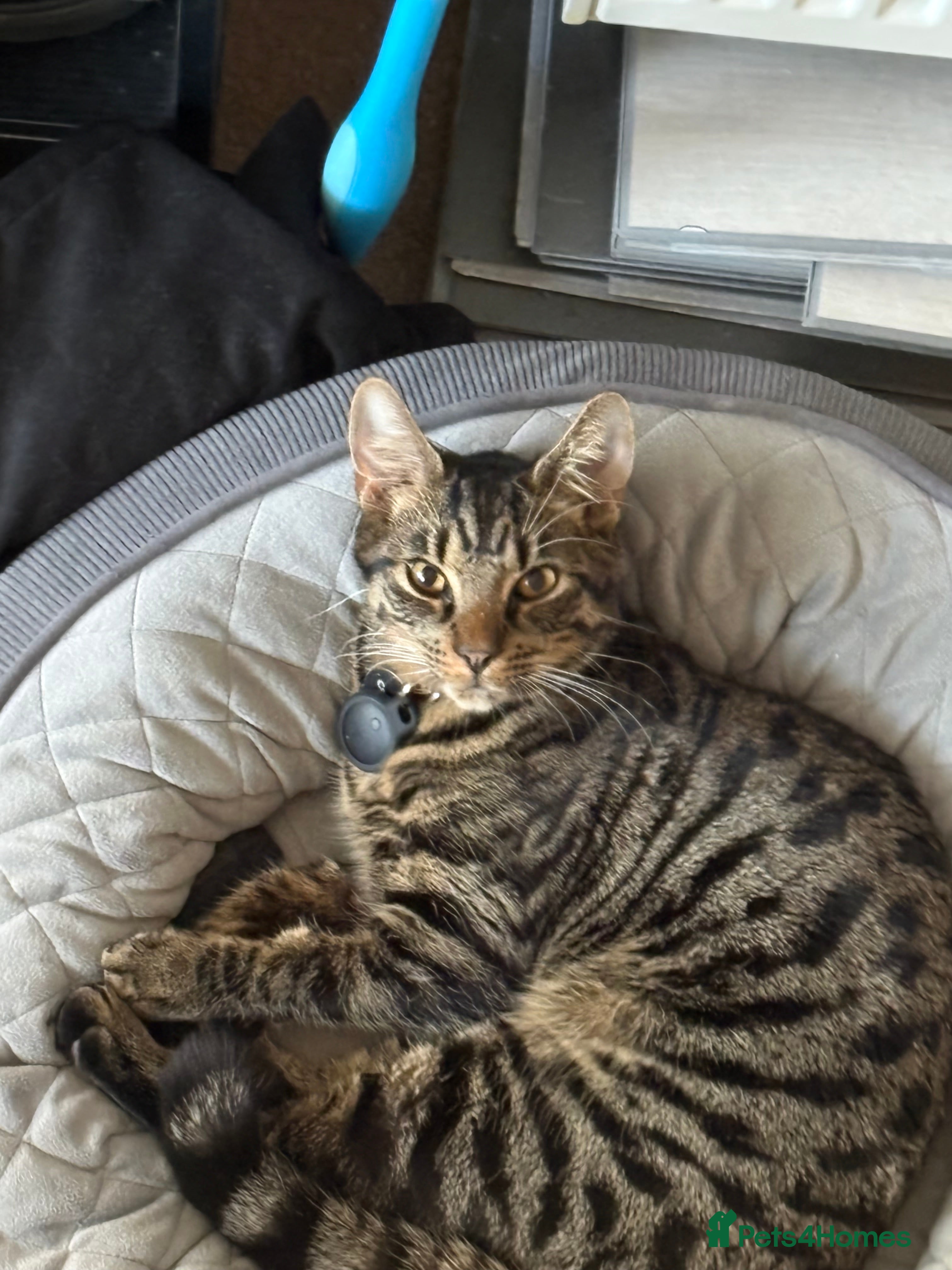 Mixed Breed cats 8 month old kittens - Advert 1