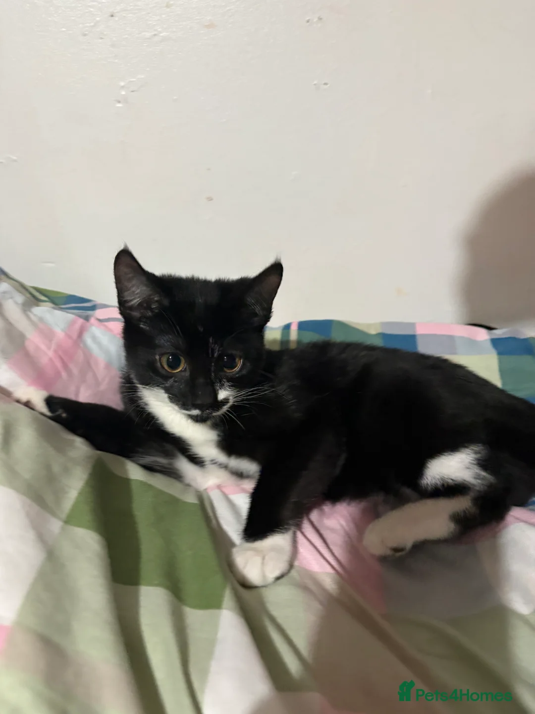 Mixed Breed cats for sale: 3 FEMALE MIXED KITTENS WITH QUARTER SIAMESE - Advert 3