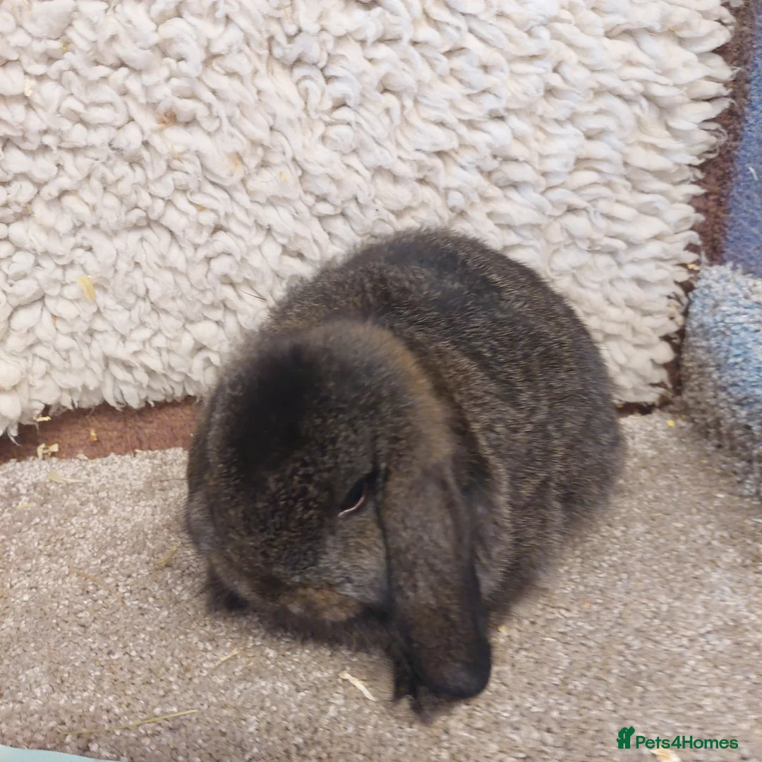 Mini Lop rabbits for sale: Last Minilop Buck ready to reserve  - Advert 2
