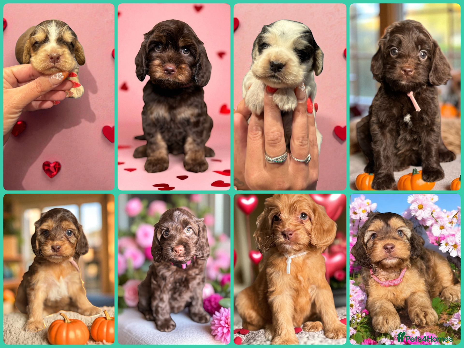Cockapoo dogs WAITING LIST OPEN FOR SHOW SPANIELS AND COCKAPOOS - Advert 10