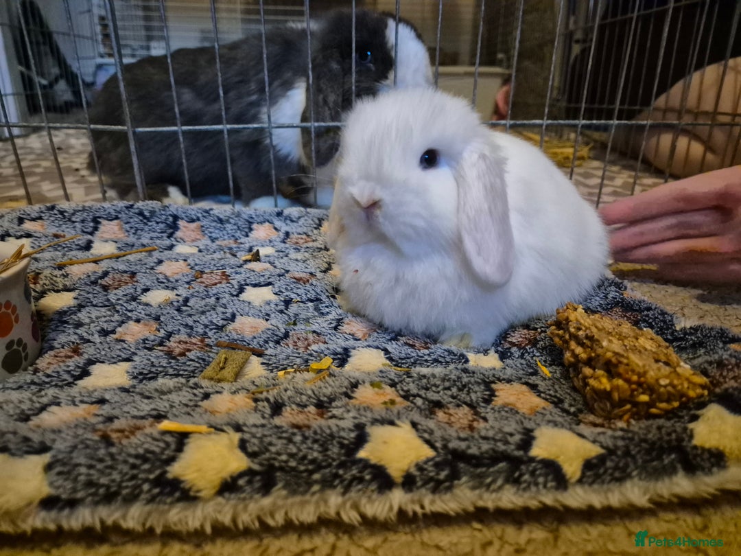 Mini Lop rabbits for sale: 💙 Baby Minilops Ready 25th💙  - Image 9