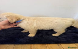 Golden Retriever dogs for sale: Perfect bundles of joy - Image 9