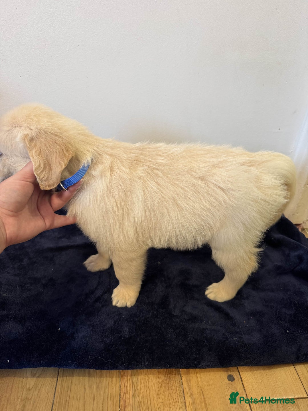 Golden Retriever dogs for sale: Perfect bundles of joy - Image 9