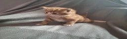 Domestic Shorthair cats for sale: Gorgeous ginger tabby and calico kittens - Advert 8