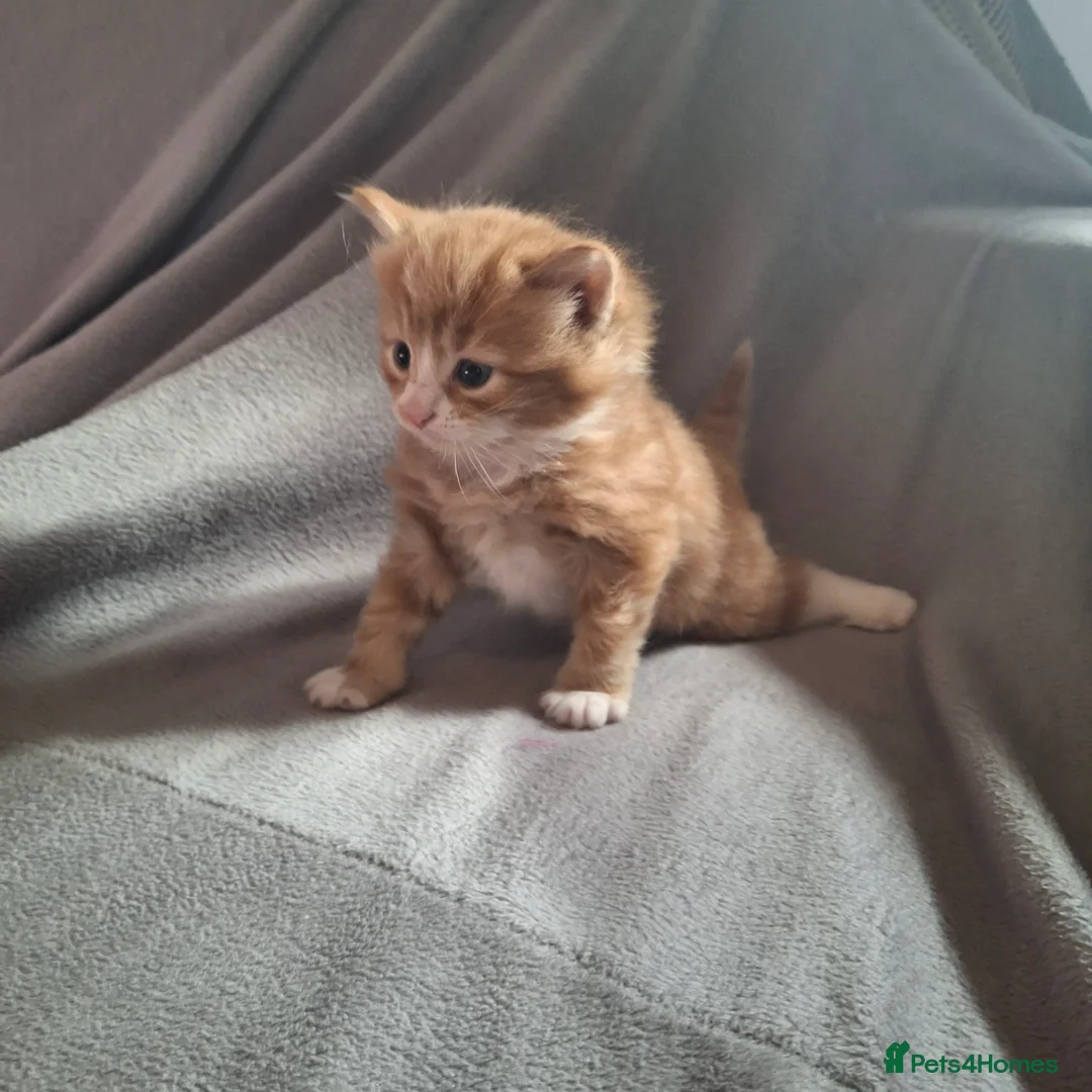 Domestic Shorthair cats for sale: Gorgeous ginger tabby and calico kittens - Advert 8