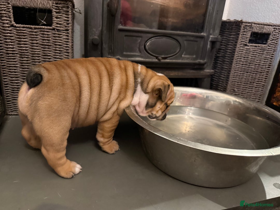 English Bulldog dogs for sale: Traditional English Bulldog Puppies  - Image 24