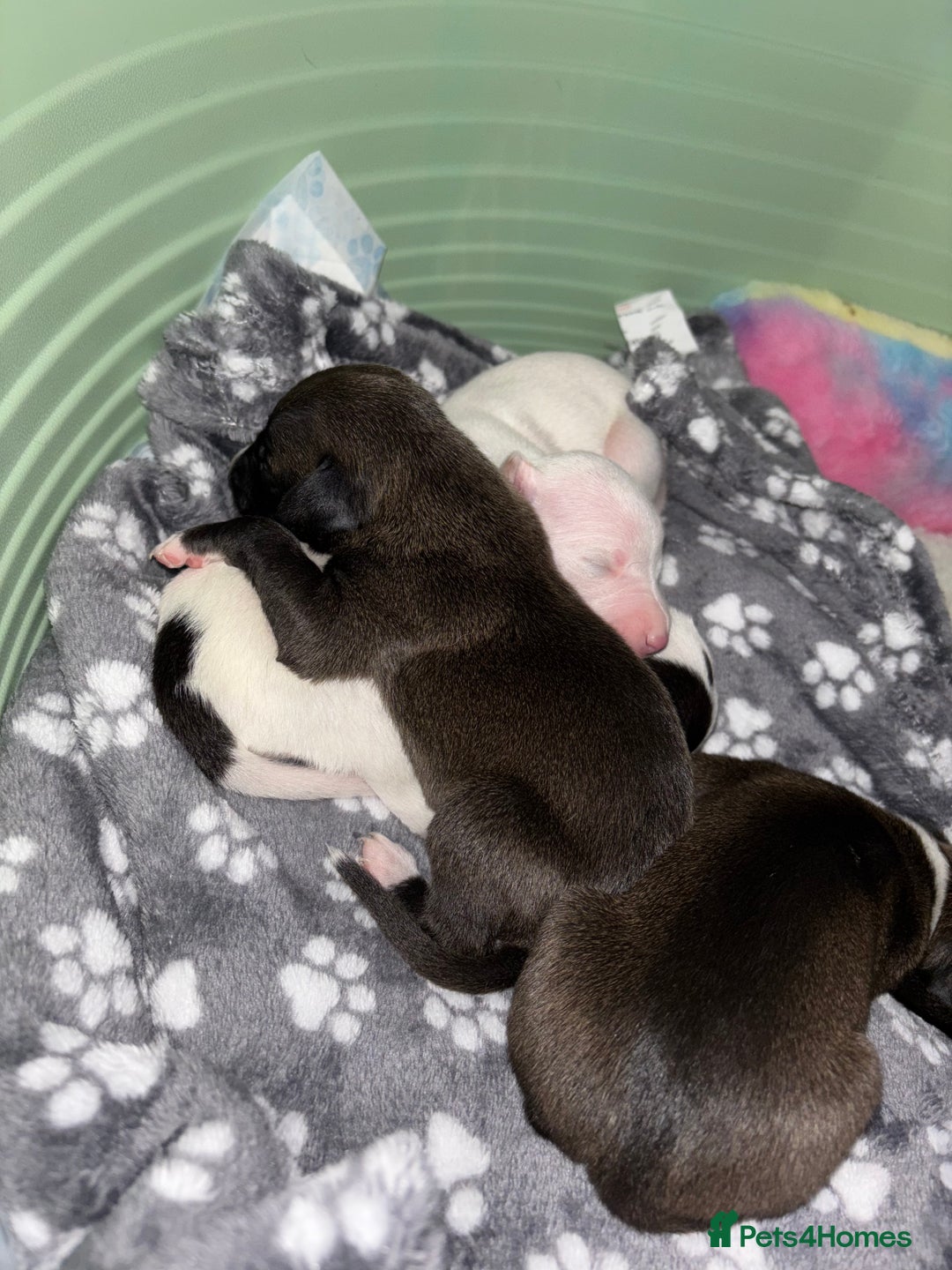 Whippet dogs for sale: KC Whippet Pups for sale  - Advert 10