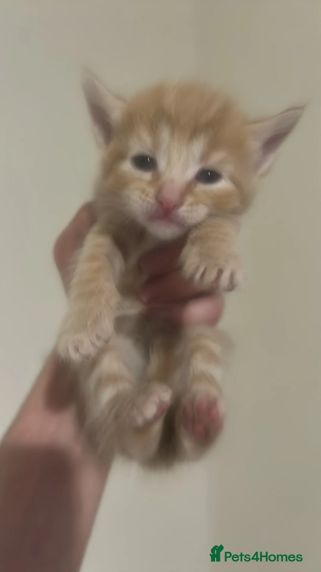 Turkish Angora cats for sale: Turkish Angora Kittens For Sale - Advert 8