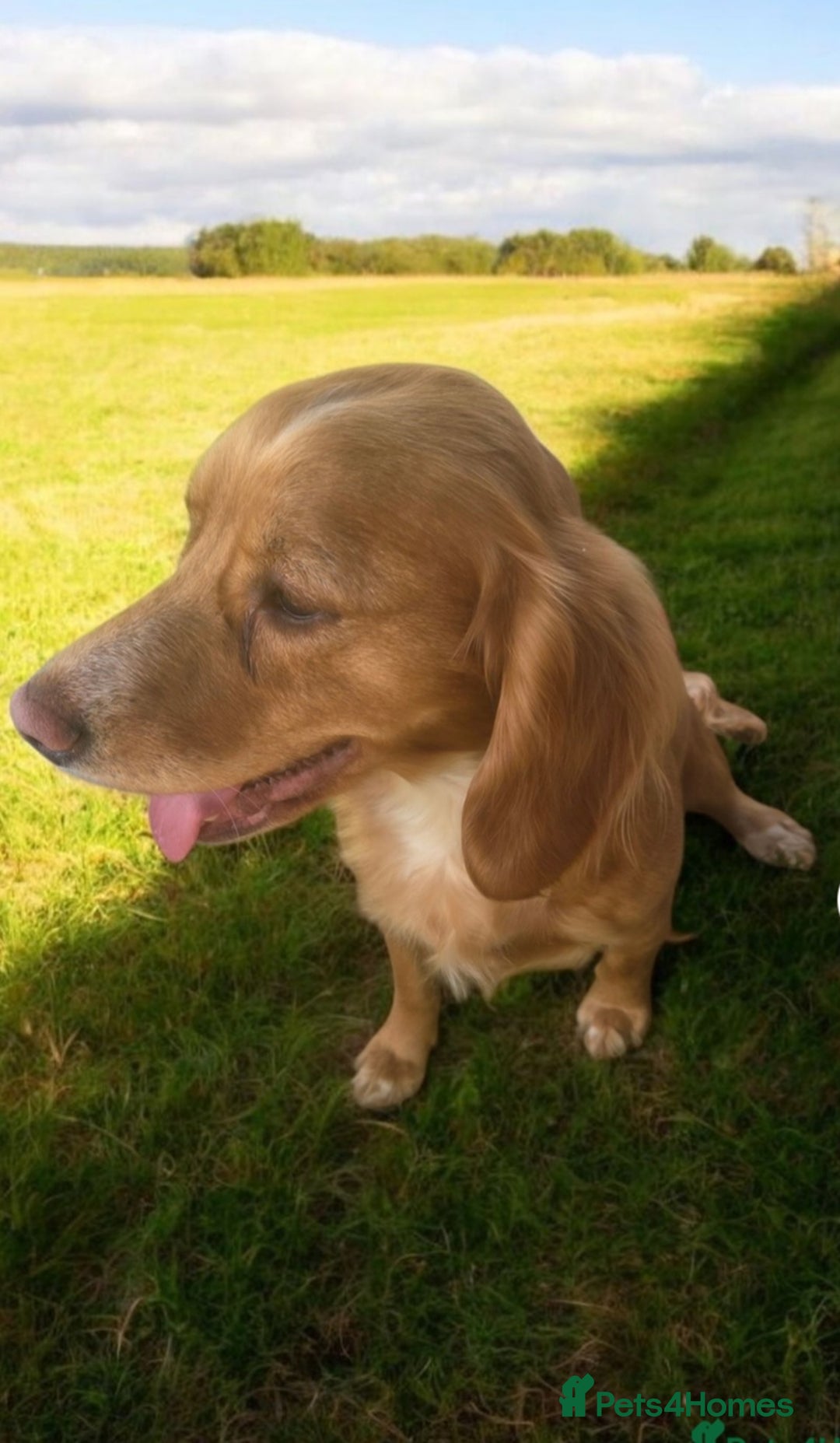 Cocker Spaniel dogs for sale: Cocker Spaniel Puppies - Advert 2