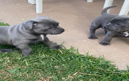 Staffordshire Bull Terrier dogs for sale: English Staffordshire Bull Terrier (English Staffy - Image 3