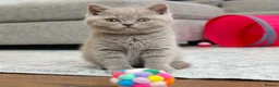 British Shorthair cats for sale: Beautiful Pure Breed ✨ British Shorthair Kittens ⭐ - Advert 30