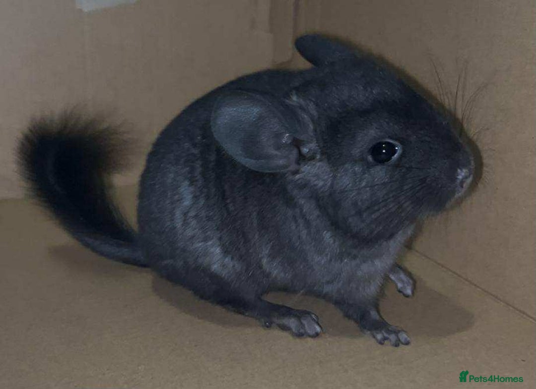 Chinchilla rodents for sale: Stunning Med Ebony Male ( Available To Reserve) - Image 4