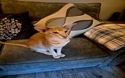 Oriental cats for sale: Oriental  - Image 3