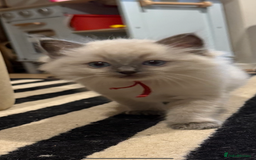 Ragdoll cats for sale: 5 beautiful Ragdoll kittens - Image 5