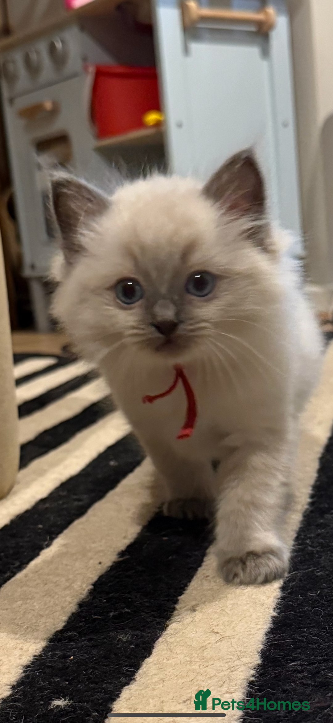 Ragdoll cats for sale: 5 beautiful Ragdoll kittens - Image 5