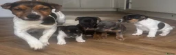 Jack Russell dogs for sale: 4 Beautiful Girl Jack Russell Puppies  - Advert 3