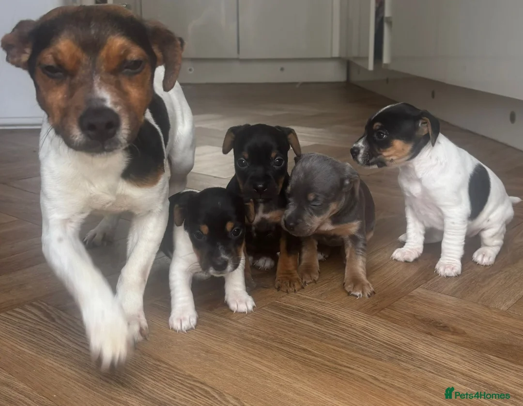 Jack Russell dogs for sale: 4 Beautiful Girl Jack Russell Puppies  - Advert 3