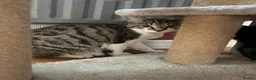 Mixed Breed cats for sale: Beautiful kittens ready now - Advert 14