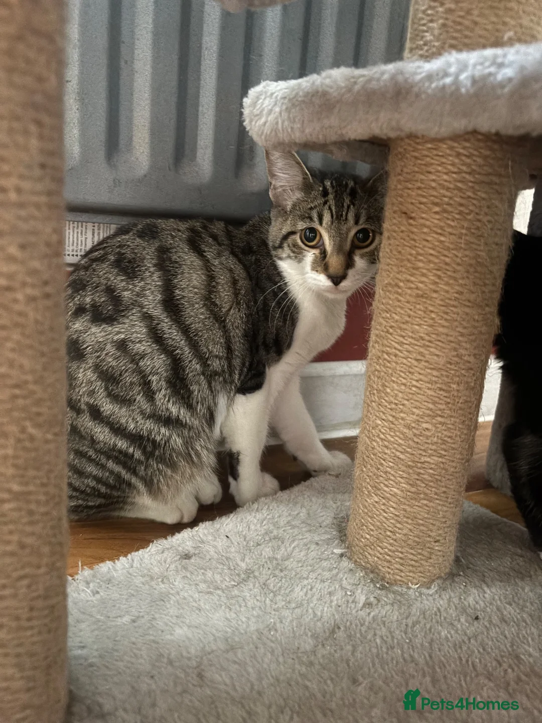 Mixed Breed cats for sale: Beautiful kittens ready now - Advert 14