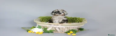 Cavapoo 5