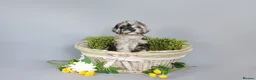 Cavapoo dogs for sale: Cavapoo puppies for sale  - Advert 10