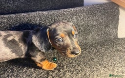 Dachshund dogs for sale: 5 beautiful miniature short haired dachshunds - Image 13