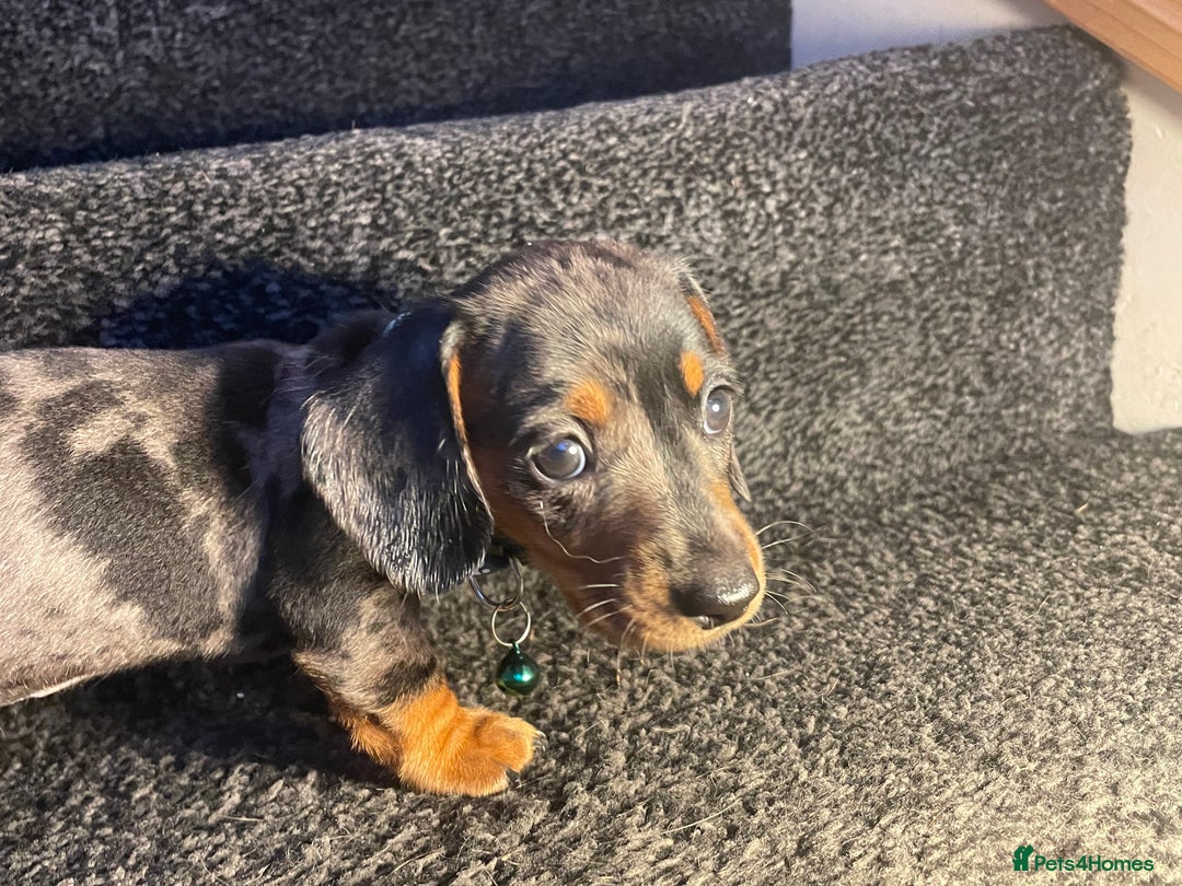 Dachshund dogs for sale: 5 beautiful miniature short haired dachshunds - Image 13