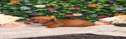 Dachshund dogs for sale: Standard Dachshund Puppies - READY NOW - Advert 7