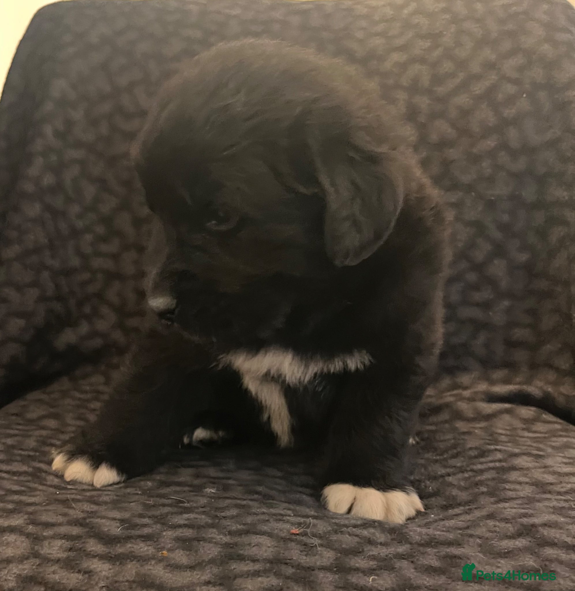 Mixed Breed dogs for sale: Black & landseer Newfoundland puppies  - Advert 33
