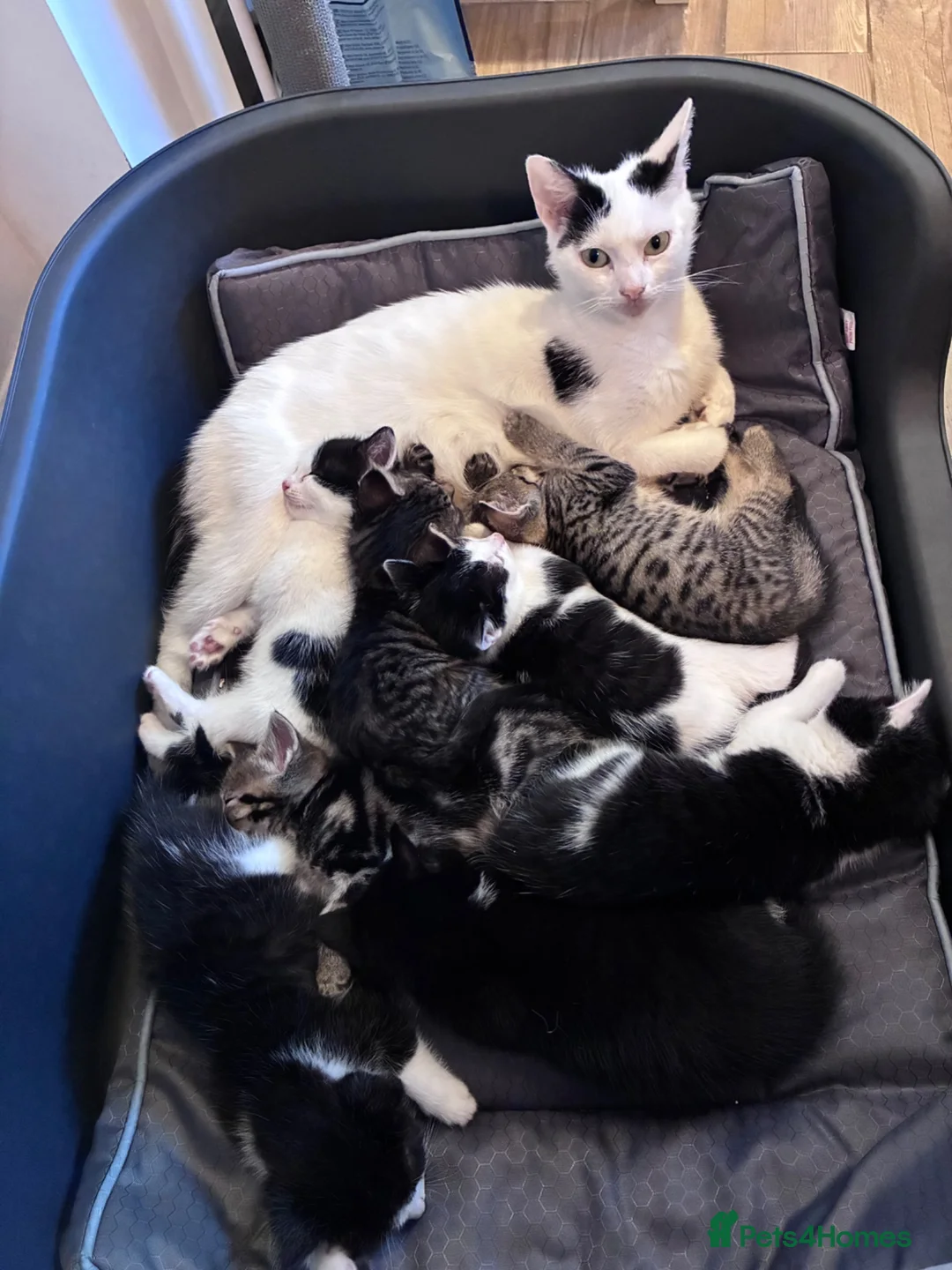 Mixed Breed cats for sale:  Adorable Kittens Looking for Their Forever Homes - Advert 2