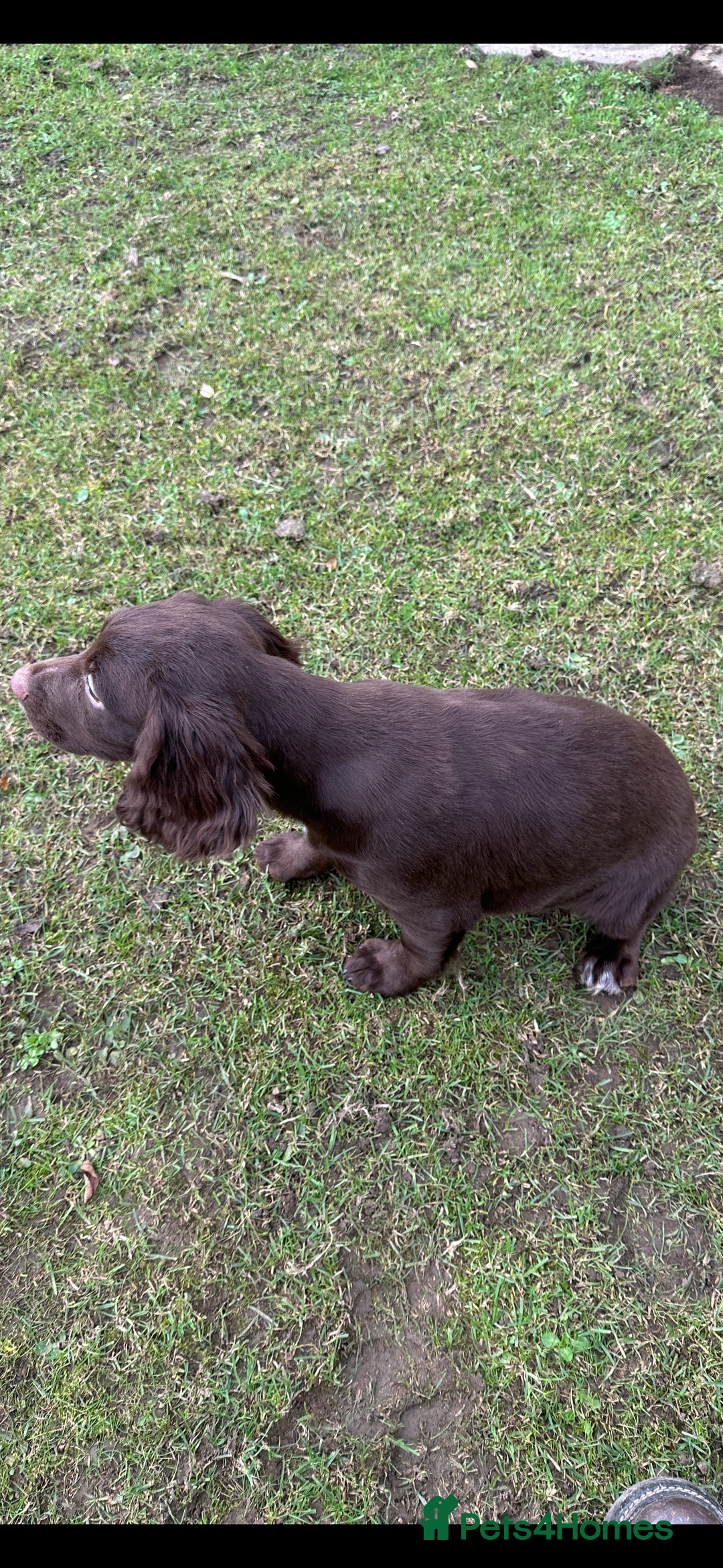 Cocker Spaniel dogs for sale: Working cocker spaniels puppies  - Image 17