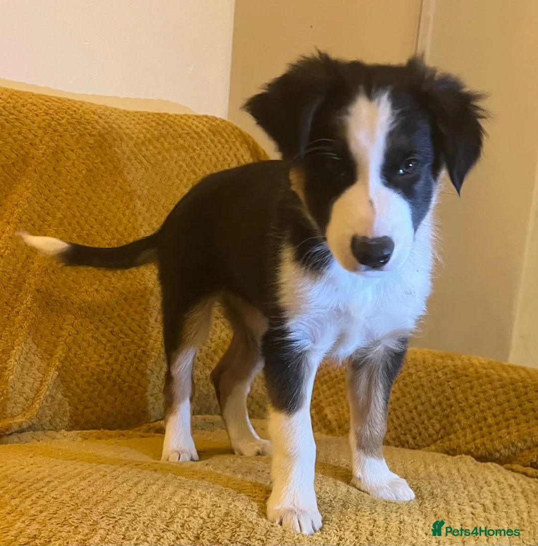 Border Collie dogs for sale: Adorable Border Collies for Sale - Advert 21