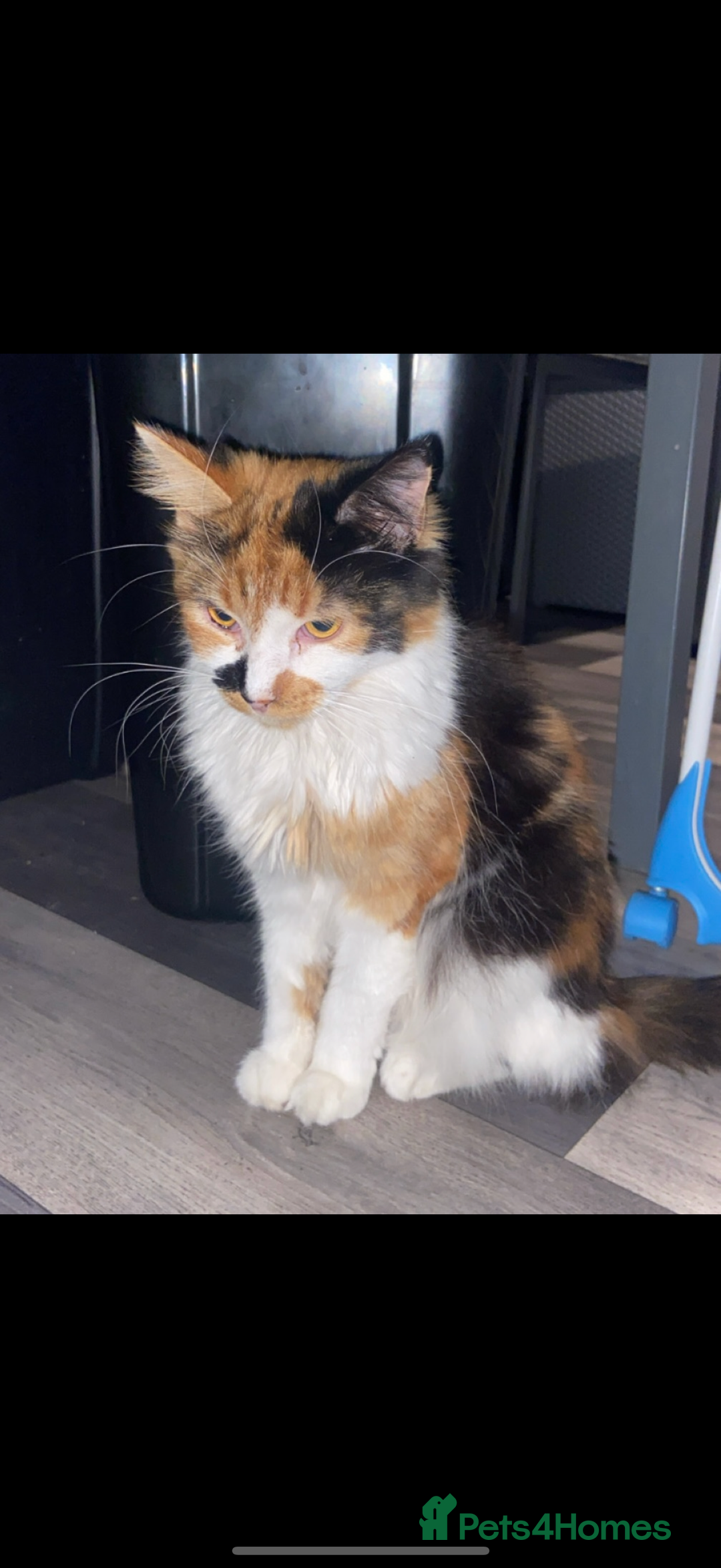 Mixed Breed cats for sale: 2 Beautiful Female Cats 6 months and 1 year old  - Image 6