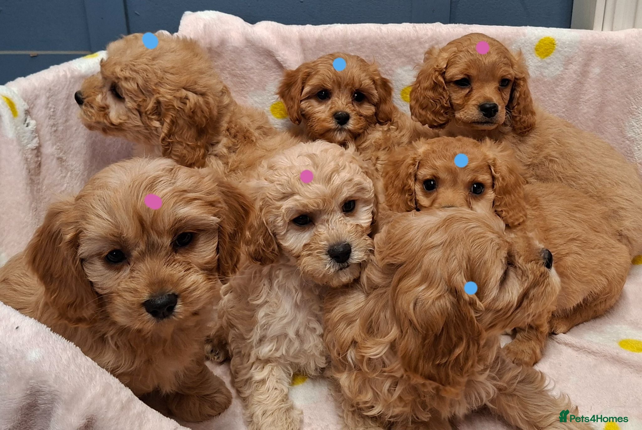 Cavapoochon dogs Gorgeous Cavapoochon Puppies for sale! - Advert 2