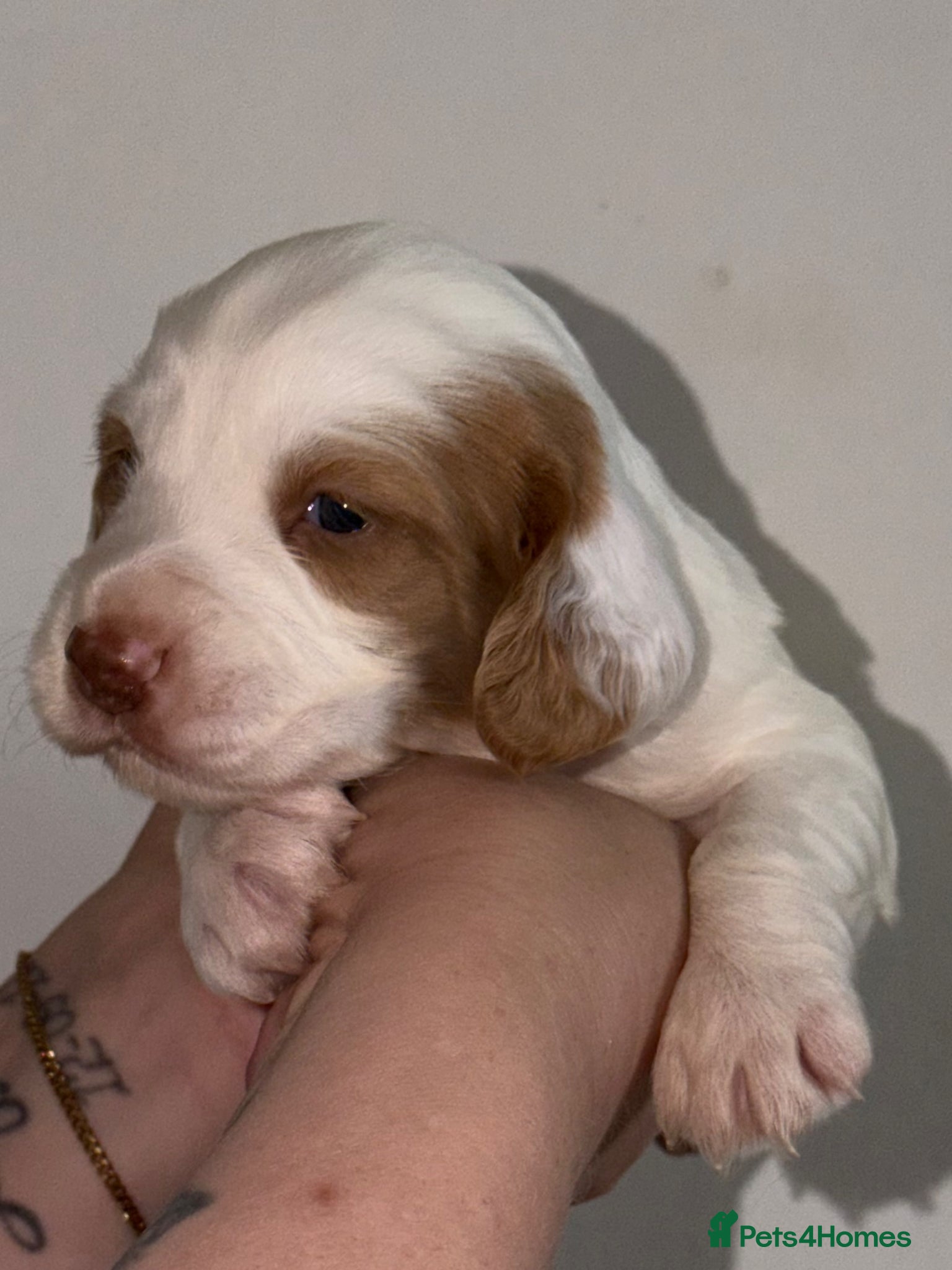 Cocker Spaniel dogs (1 MALE LEFT) Cocker Spaniel Pups  - Advert 10