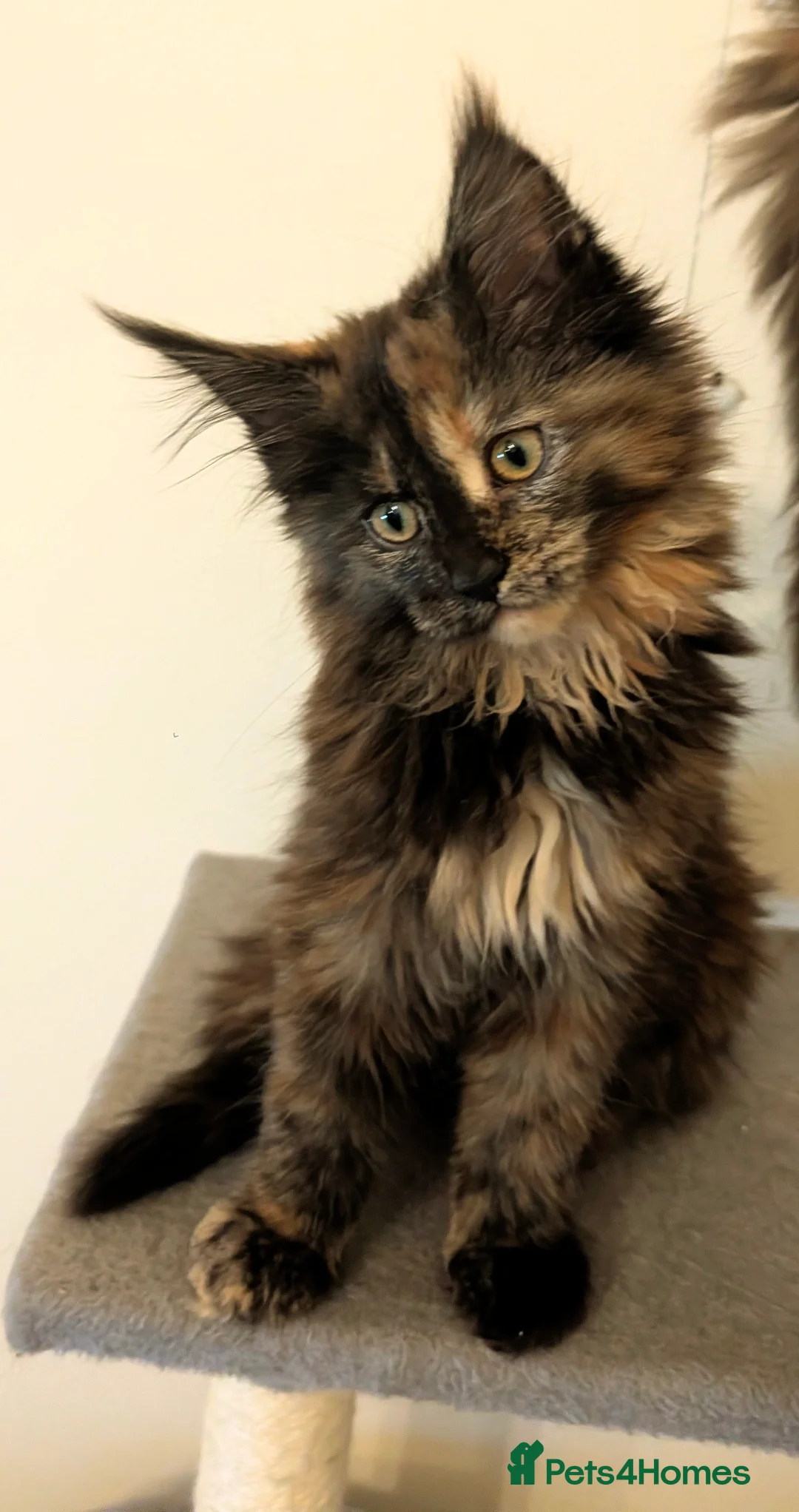 Maine Coon cats for sale: Ready to be re-homed - Advert 7