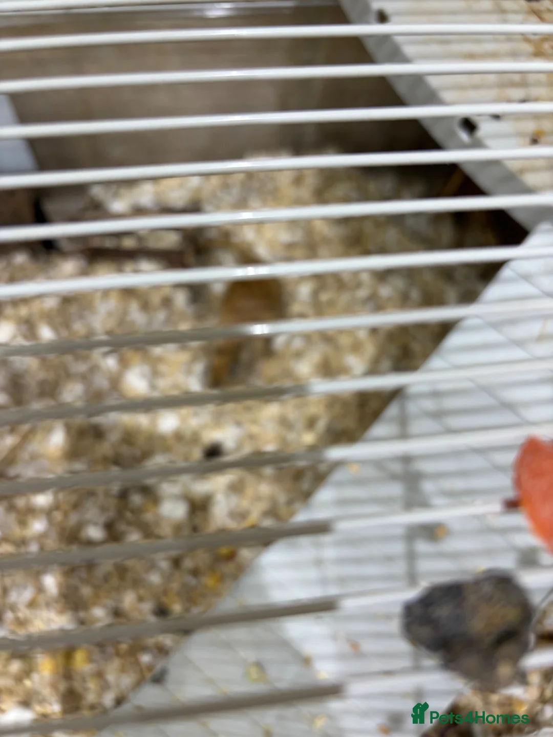 Gerbil rodents for sale: X2 gerbils - male in Worthing - Advert 1
