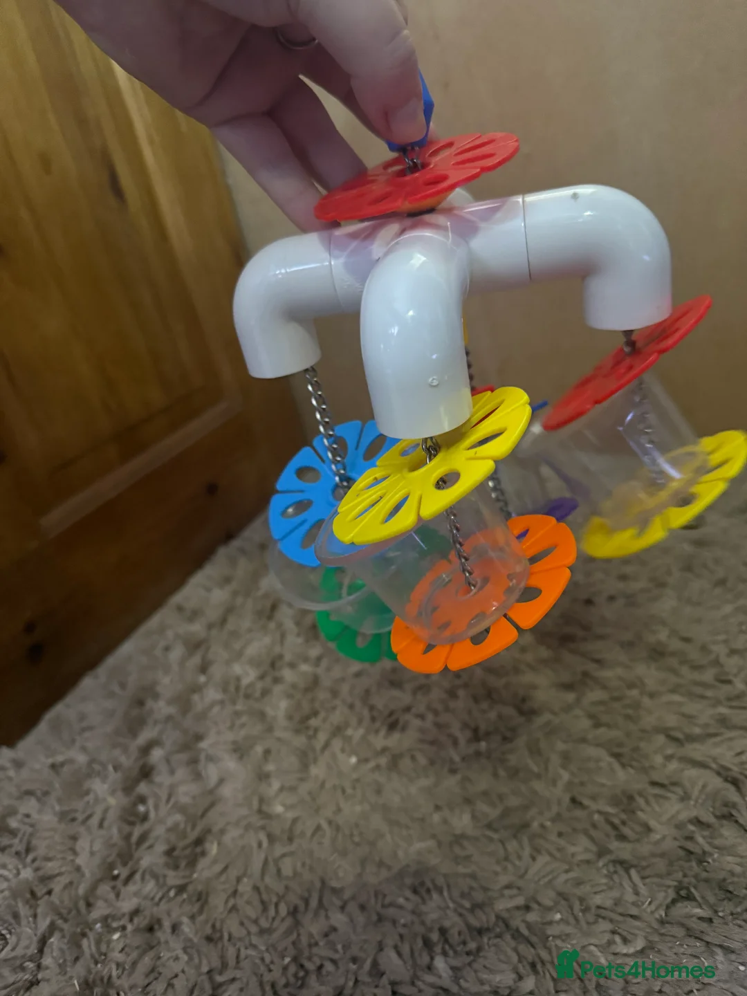 Sugar Glider rodents for sale: 3 female sugar gliders and set up - Advert 30