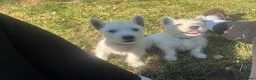 West Highland Terrier dogs for sale: West highland terrier puppies - Advert 3