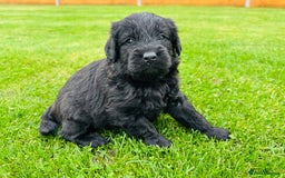 Labradoodle dogs for sale: Chunky Labradoodle Babies 🐾🐾🐾 - Image 4