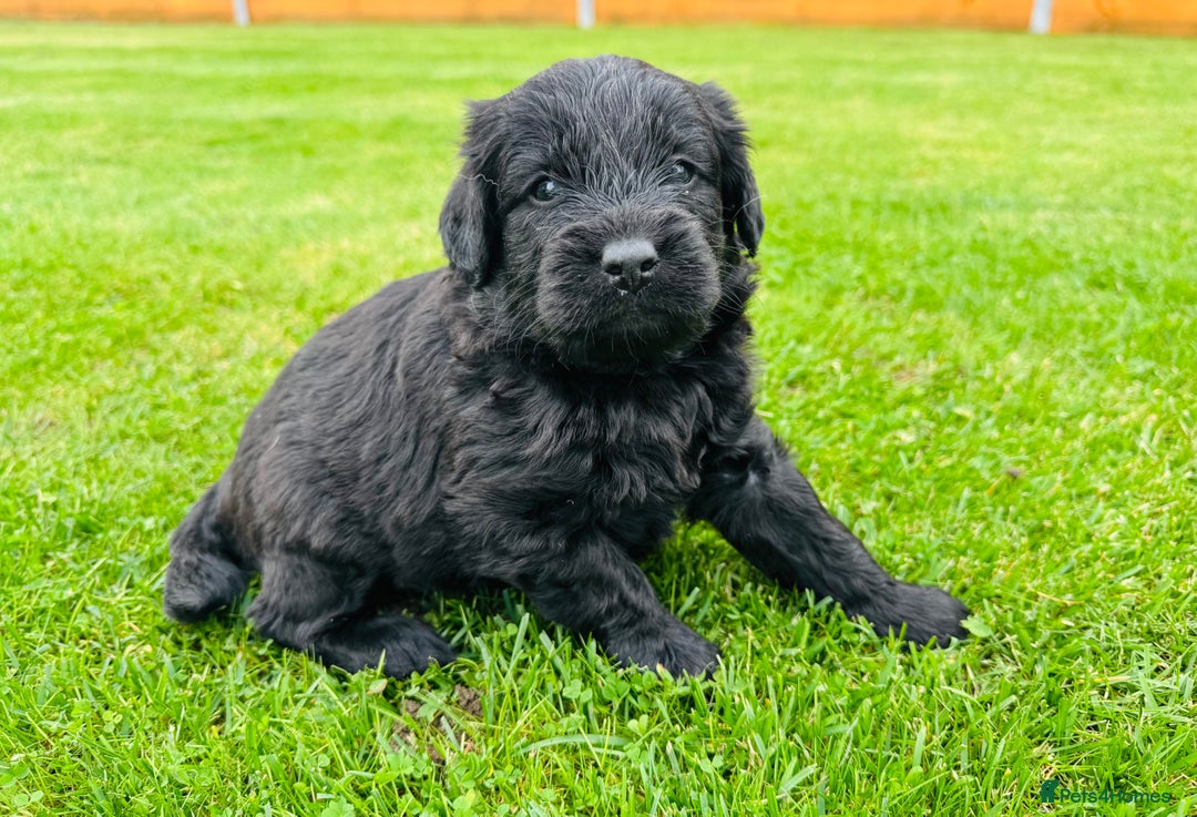Labradoodle dogs for sale: Chunky Labradoodle Babies 🐾🐾🐾 - Image 4