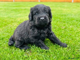 Labradoodle dogs Chunky Labradoodle Babies 🐾🐾🐾 - Advert 5